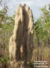 Litchfield NP - Termite mound